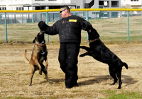 Adestramento em Ibiúna