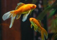 Aquarismo em Ibiúna